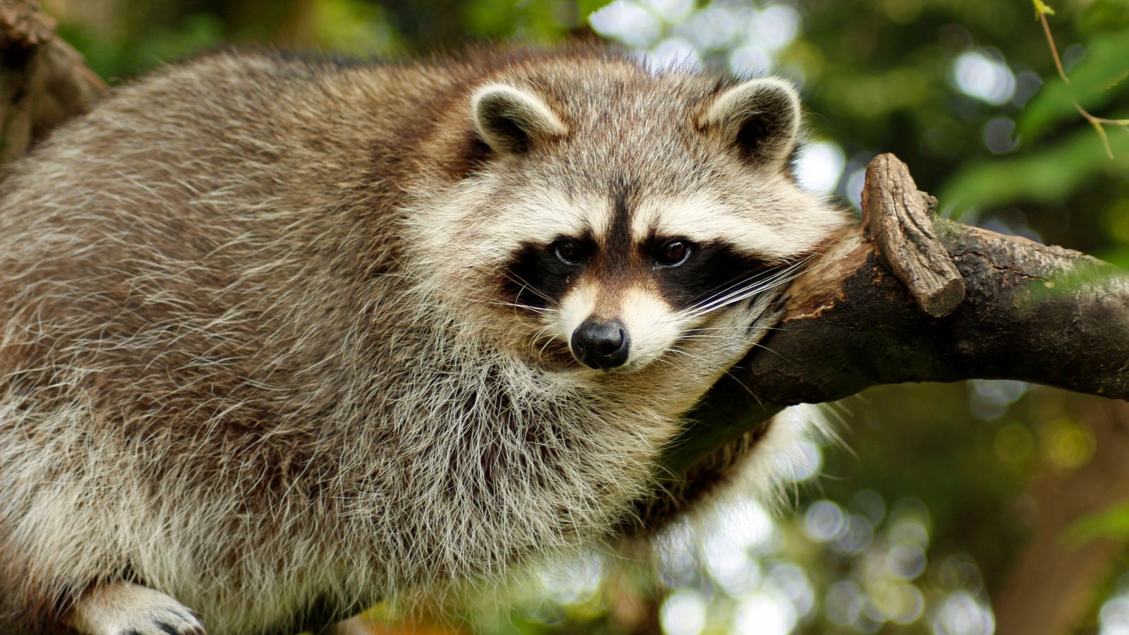 18 Real Facts About Raccoons Everyone Should Know - Guide to Stress Less